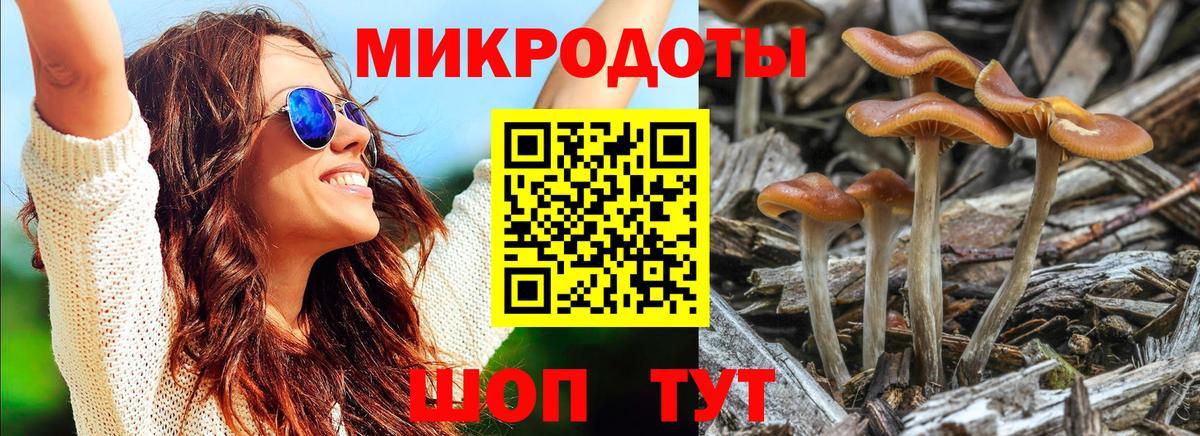 Псилоцибиновые грибы Psilocybe Среднеуральск